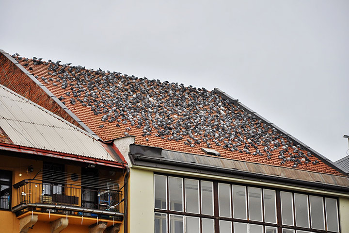 A2B Pest Control are able to install spikes to deter birds from roofs in Morpeth. 