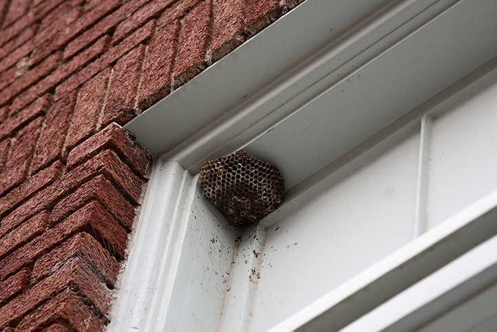 We provide a wasp nest removal service for domestic and commercial properties in Morpeth.